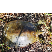 گونه لاکپشت فراتی Mesopotamian Softshell Turtle